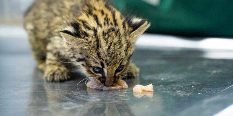 Así funciona el nuevo “Hospital de animales” en pleno Nueva Córdoba