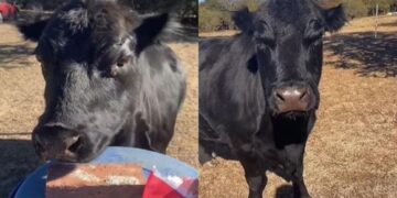 Una vaca causa furor en Internet por saltar de alegría cuando ve a su dueño