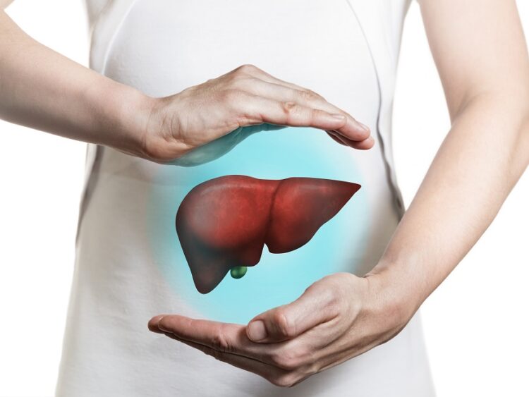 Image of a woman in a white dress and 3d model of the liver between her hands. Concept of healthy liver and donation.