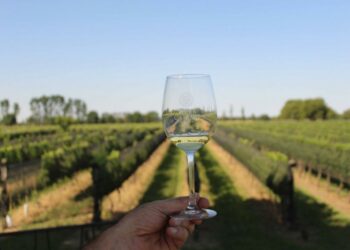 Córdoba busca posicionar al vino como producto turístico