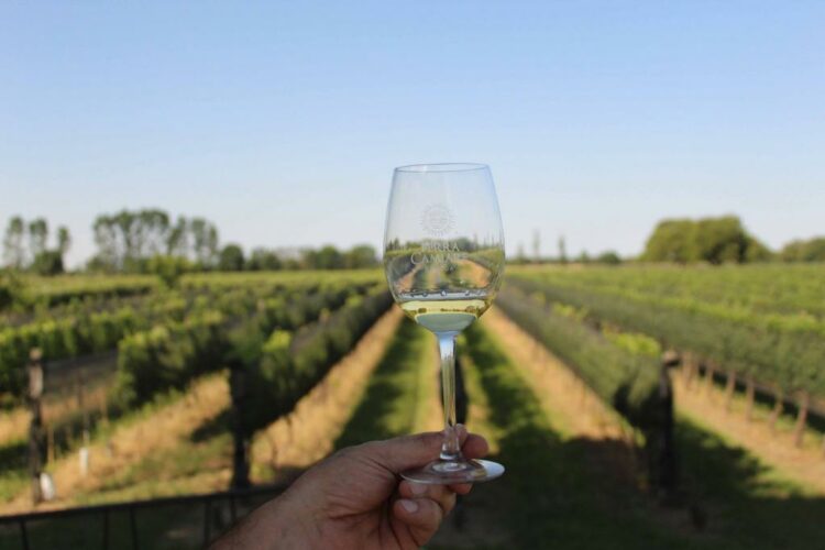 Córdoba busca posicionar al vino como producto turístico