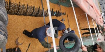 Detectaron un camión que transportaba 117 neumáticos de contrabando