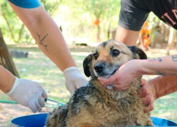 La salud humana y la animal están cada día más conectadas