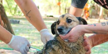 La salud humana y la animal están cada día más conectadas