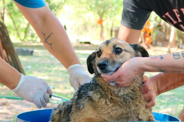 La salud humana y la animal están cada día más conectadas