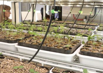 Gen Nativo: El nuevo laboratorio multiplicador de árboles nativos