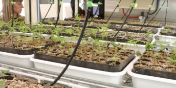 Gen Nativo: El nuevo laboratorio multiplicador de árboles nativos