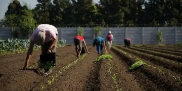 Las cooperativas y la transformación de los sistemas agroalimentarios