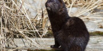 Invasiones biológicas: cómo enfrentar un problema que pocos ven