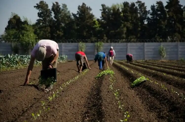 Las cooperativas y la transformación de los sistemas agroalimentarios