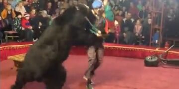 En medio del espectáculo, un oso atacó a su domador y causó pánico entre el público