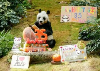 A los 35 años, murió el panda en cautiverio más longevo del mundo