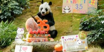A los 35 años, murió el panda en cautiverio más longevo del mundo