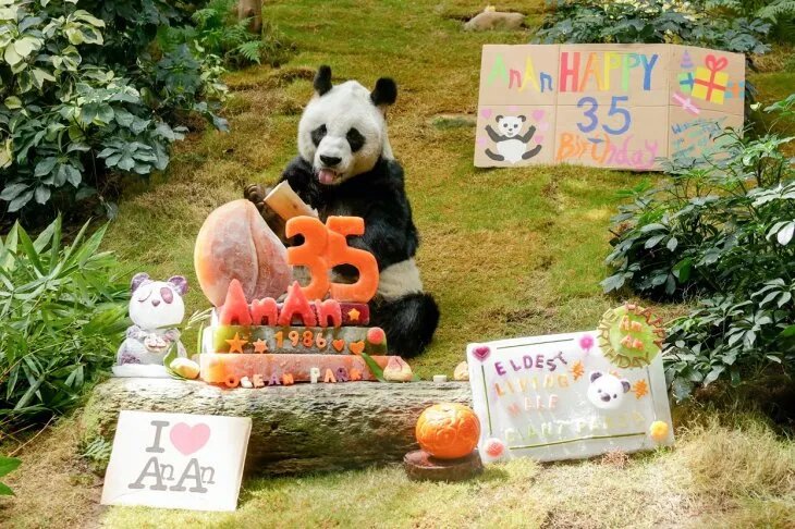 A los 35 años, murió el panda en cautiverio más longevo del mundo