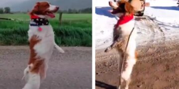 Luego de un accidente, un perro aprendió a caminar como humano