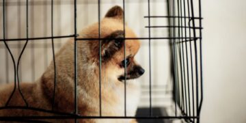 Nueva York prohíbe la venta de perros y gatos en tiendas de animales