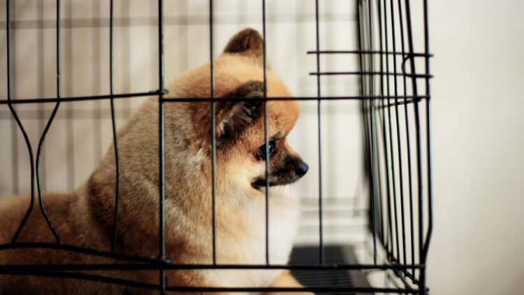 Nueva York prohíbe la venta de perros y gatos en tiendas de animales