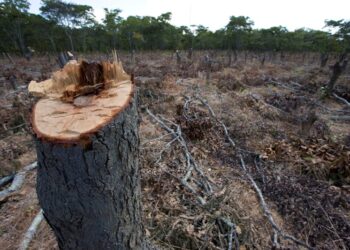 En ocho años Ambiente redujo $ 390.000.000 su presupuesto