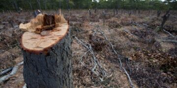 En ocho años Ambiente redujo $ 390.000.000 su presupuesto