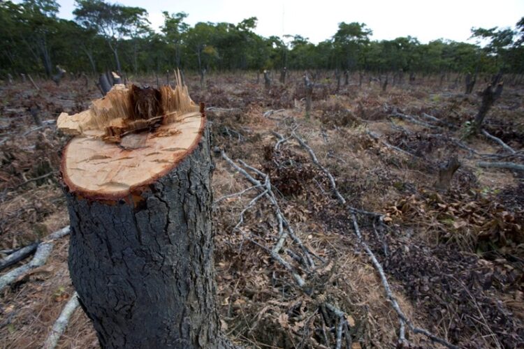 Slash and burn for subsistence agriculture in Northern Zambia