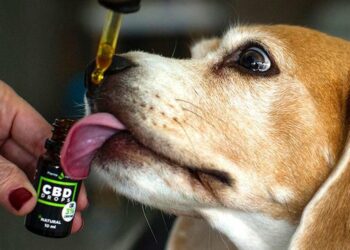 Cannabis medicinal para aliviar el dolor de las mascotas