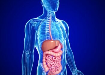 Según especialistas, existe una relación entre el intestino y las emociones