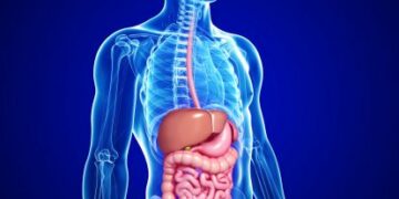 Según especialistas, existe una relación entre el intestino y las emociones