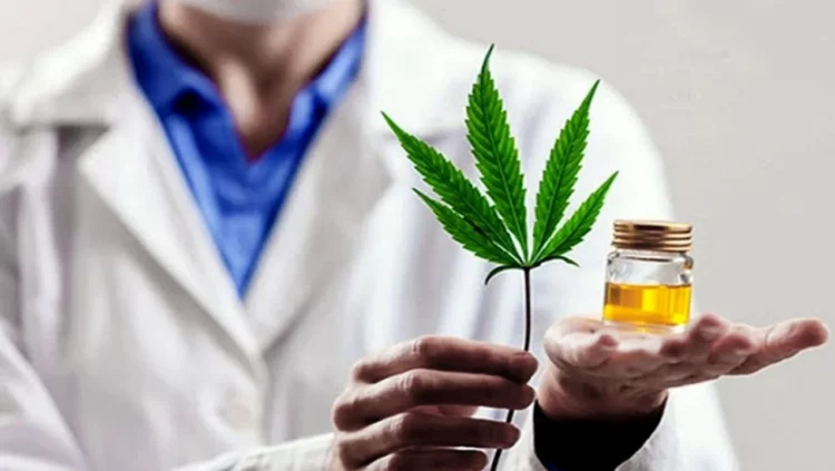 Realizarán estudios con aceite de cannabis a 200 pacientes de Chubut