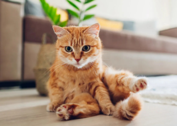 Día internacional del Gato: ¿por qué se celebra el 8 de agosto?