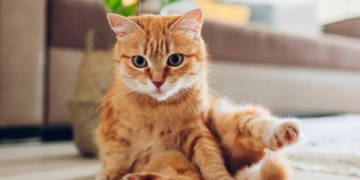 Día internacional del Gato: ¿por qué se celebra el 8 de agosto?