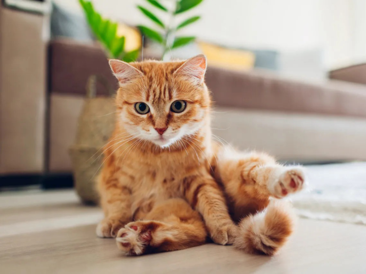 Día internacional del Gato: ¿por qué se celebra el 8 de agosto?