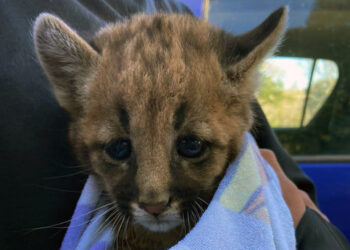 Rescataron otro cachorro de puma en un campo de maíz