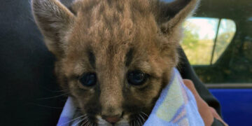 Rescataron otro cachorro de puma en un campo de maíz