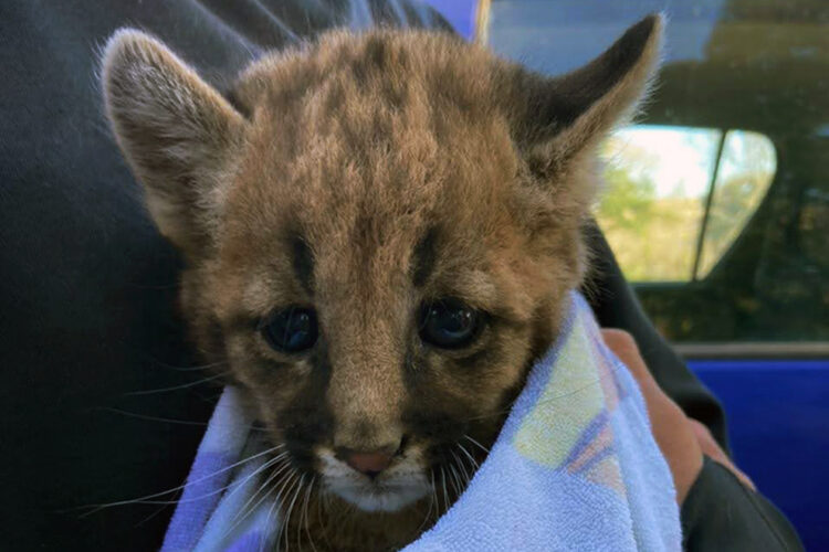 Rescataron otro cachorro de puma en un campo de maíz