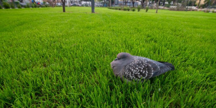 Tras varios meses de refacción, la Plaza Colón vuelve a estar habilitada al público