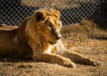 Consternación por el delicado estado de salud del león «Tango»