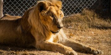 Consternación por el delicado estado de salud del león «Tango»