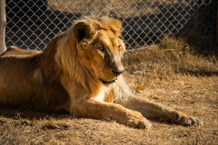 Consternación por el delicado estado de salud del león "Tango"