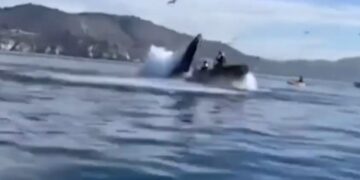 Una ballena se tragó a dos mujeres en un kayak, pero las devolvió sanas y salvas