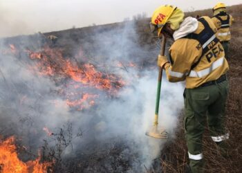 Ya se quemaron casi 100 mil hectáreas en el Delta del Paraná