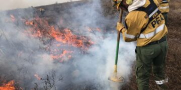 Ya se quemaron casi 100 mil hectáreas en el Delta del Paraná