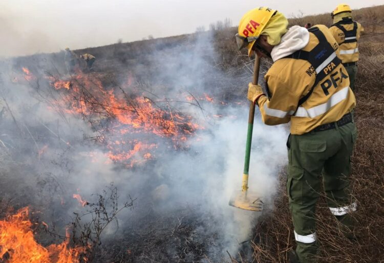 Ya se quemaron casi 100 mil hectáreas en el Delta del Paraná