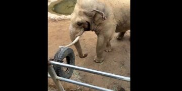 Un elefante devolvió la zapatilla de un niño que cayó en su jaula