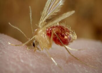 Aconsejan tomar medidas de prevención tras la confirmación de casos de leishmaniasis canina