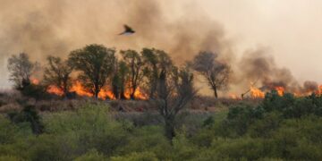 Debido a que la fauna que huye de incendios, pedirán restringir circulación