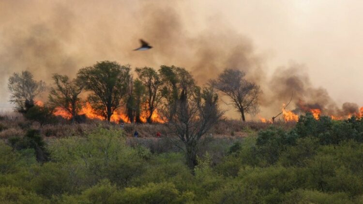 Debido a que la fauna que huye de incendios, pedirán restringir circulación