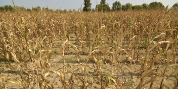 Retrocede la producción de maíz y avanza la de soja por la sequía