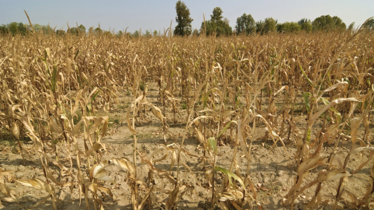 Dry season in a corn field.