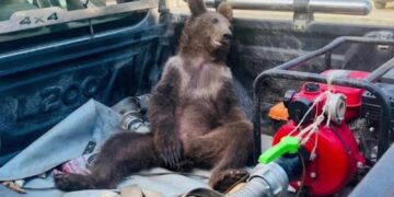 Un oso adolescente comió “miel loca” en exceso, se intoxicó y lo salvaron de milagro