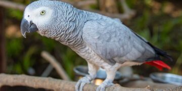 Un loro enloquece a las redes por repetir diálogos completos con distintos acentos y timbres de voz